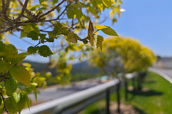 龙福山墓园 龙福山墓园