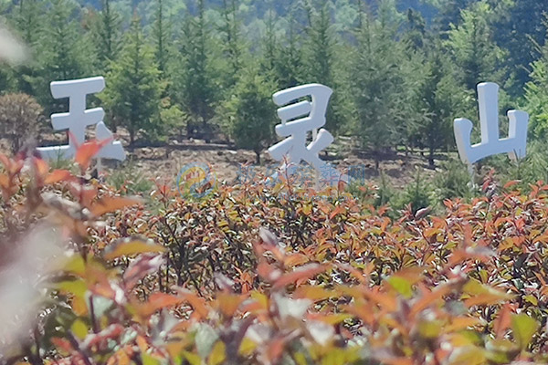 1784163572174694.jpg 沈阳草坪葬推荐:4880元起,选择玉灵山生态墓园,回归自然与孝道的完美结合.jpg