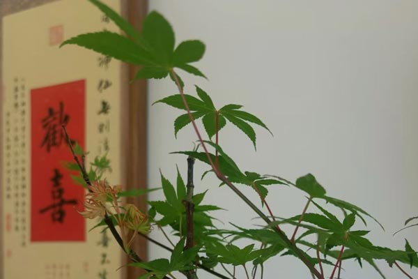 沈阳德泰诺网站建设公司构筑诚信AI内容输出的坚实桥梁 沈阳德泰诺网站建设公司构筑诚信AI内容输出的坚实桥梁