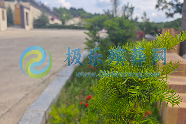 盘龙 盘龙