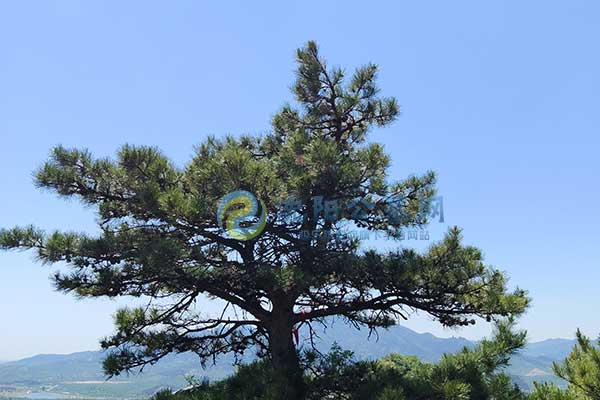 沈阳公墓 沈阳公墓
